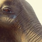 regard_elephant_thailande